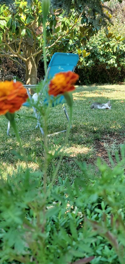This media file depicts an outdoor scene, likely in a garden or yard, given the presence of lush greenery, trees, and flowers. The primary subjects are a small, grey and white cat sitting on the grass, and two out-of-focus orange flowers in the foreground. A bright blue lawn chair is visible in the middle ground, partially obscured by foliage. The setting appears to be a sunny day, as indicated by the strong shadows cast on the grass, suggesting it is either morning or afternoon. The overall atmosphere is peaceful and serene, with the focus on nature and the presence of a domestic animal. There is no visible text in the image. The location context provided is Nέα Σάντα, Greece.