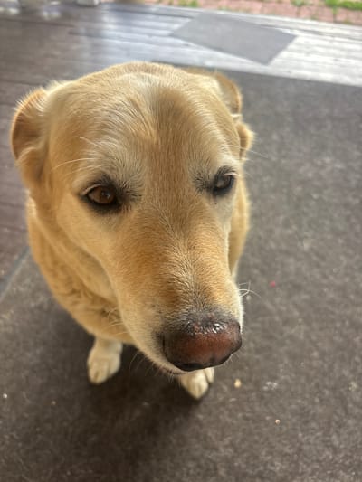 A medium shot captures a golden retriever dog from a high-angle perspective, looking downwards. The dog's head fills most of the frame, with its face turned slightly to its right. Its brown eyes are visible, as is its dark nose, which appears to have some white residue on it. The dog's fur is a light golden color. The dog is positioned on a dark, textured surface that appears to be an outdoor mat or decking. In the background, a wooden surface and a gray, rectangular object are visible. The overall environment suggests an outdoor setting, possibly a porch or patio. The location is specified as Lotosh Snt (Maryino), Russia, which indicates a dacha community or garden association settlement.