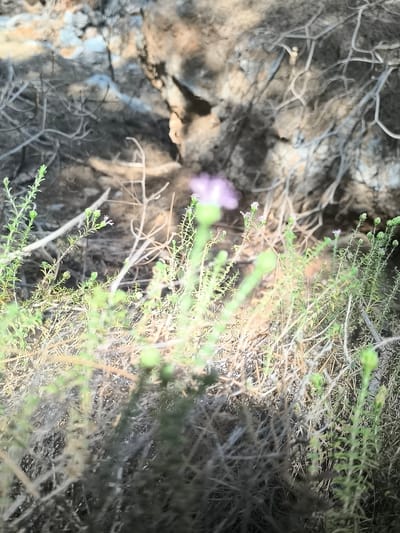 The image depicts a close-up, out-of-focus view of dry vegetation and small flowering plants against a blurred backdrop of rocky terrain. The foreground is dominated by numerous dry, brown stems and twigs, interspersed with thin, green sprigs topped with minuscule purple flowers. The background consists of rough, textured rocks in shades of grey, brown, and tan, with shadows cast upon them. The overall impression is one of arid, natural surroundings. The location is identified as the Municipality of Meyisti, Greece, suggesting a Mediterranean or Aegean island environment. There are no people or visible structures in the image. The lighting suggests a bright, possibly sunny day.