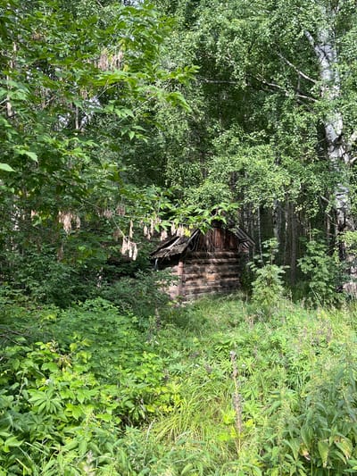 The image depicts a small, derelict wooden cabin nestled within a dense forest. The cabin appears to be constructed from logs and has a dilapidated roof covered in corrugated metal. Overgrown vegetation, including tall grasses and various leafy plants, surrounds the structure, suggesting it is in a state of disrepair and has been abandoned for some time. The surrounding environment is lush and green, dominated by trees with thick foliage, indicative of a natural, undeveloped area. There are no people or any apparent activity in the scene. The lighting suggests it is daytime, possibly late morning or afternoon, with sunlight filtering through the leaves of the trees. The overall impression is one of an isolated, forgotten place within a natural setting, consistent with a rural or semi-rural location such as Nagornyi (Sitnikovskii S/S), Russia.