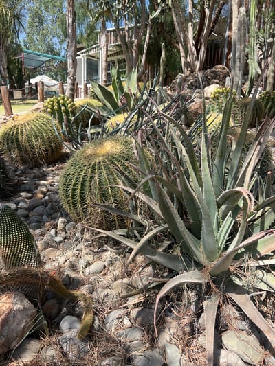 The image depicts a sun-drenched outdoor garden area in Analiontas, Cyprus, characterized by a diverse collection of cacti and succulents. In the foreground, several large barrel cacti dominate, their ribbed surfaces covered in sharp, yellowish spines. To the left, a columnar cactus with segmented, pointed leaves is visible. A prominent aloe vera plant with thick, fleshy, spiky leaves stands to the right, its roots exposed and intertwined with dry grass and pebbles. The ground is covered in a mixture of smooth, grey river stones and dry, straw-like vegetation. In the mid-ground, more cacti and a plant with clusters of green fruit are scattered amongst the rocks. Behind the cacti, the background reveals elements of a building with a white structure and dark-framed windows, suggesting it might be part of a botanical garden or a private residence with a specialized garden. Trees with slender trunks and foliage are also visible, contributing to a warm, arid climate atmosphere. The lighting indicates it is daytime, with strong sunlight casting shadows on the plants and ground. There are no people or animals visible in the scene.