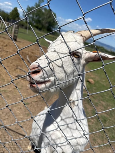 A white goat is shown in the foreground, looking through a chain-link fence. The goat's head is tilted slightly, and its mouth is open, revealing its tongue. The goat has tan horns and a yellow eye. Behind the goat, there is a grassy field and a dirt area. The sky is blue with some clouds. The location is in the city of Malo Buchino, Bulgaria.