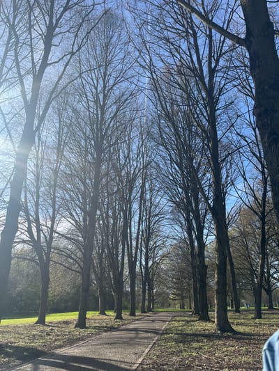 The image shows a tree-lined path in a park. The trees are bare, suggesting it is winter or early spring. The sky is blue. The path is paved and there is grass on either side. The location is likely in Maastricht, Netherlands.