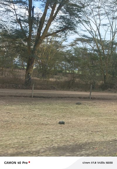The image depicts a rural or semi-rural landscape in Kitengela ward, Kenya, under daylight conditions. The foreground consists of dry, patchy earth covered with sparse, light-brown and pale-green vegetation, with a prominent dark, irregular object, possibly a rock, located centrally in the lower half. A reddish-brown dirt road, exhibiting signs of vehicle passage, horizontally bisects the midground. Two slender, light-colored upright posts, likely wooden or concrete, are positioned along the road's edge, one on the left and one on the right. The background is characterized by a dense assembly of trees with slender, pale trunks and branches, largely covered with small, sparse green foliage, characteristic of savanna or dryland species. A larger, multi-trunked tree with light-colored bark stands prominently to the left of the dirt road. The sky, visible at the top, is light blue with diffuse white cloud cover. No individuals, animals, or active interactions are visible.