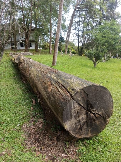 A large, weathered tree trunk lies horizontally on a grassy lawn. The trunk's end reveals dark wood with deep cracks radiating from its center. Grass surrounds the log, and some bare earth is visible beneath it. In the background, several trees stand against a backdrop of a white building and blue sky, suggesting a park or landscaped area. A small, young tree is also visible to the right of the log.