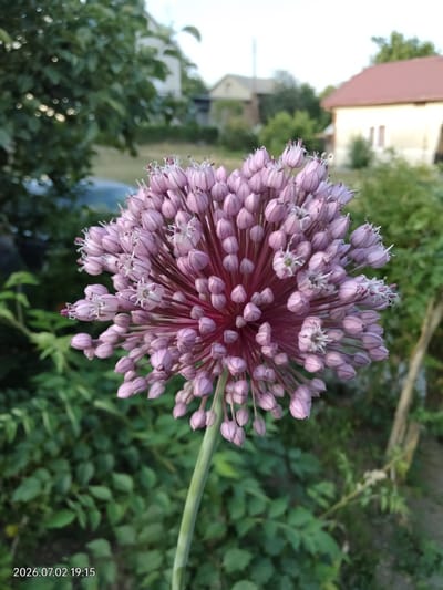 A round, purple flower, likely an ornamental onion, is the central subject of this medium shot. The flower head is a dense cluster of small, unopened buds and a few sparsely opened, star-shaped florets with delicate white stamens. The buds are elongated and pointed, with a soft pinkish-purple hue. The flower stem is thick and pale green, extending downwards out of frame.
The background is a blurred garden scene, suggesting an outdoor setting. Lush green foliage forms a dense, leafy backdrop, with hints of other plants and possibly trees. In the distance, two buildings are visible: one is a light-colored house with a red-tiled roof, and the other appears to be a smaller, lighter-colored structure. The overall impression of the background is one of a rural or suburban environment.
The lighting suggests it is late afternoon or early evening, with soft, warm light illuminating the scene. The sky is not directly visible, but the gentle illumination implies an overcast or late-day sky. There are no people or animals present, and the focus is solely on the flower and its immediate surroundings.
The bottom left corner of the image contains a timestamp: "2026.07.02 19:15". This indicates the photograph was taken on July 2, 2026, at 7:15 PM. Given the location context of Novyi Myliatyn, Ukraine, this is likely a scene from a garden in that region. The mood is tranquil and natural, highlighting the beauty of the blooming flower.