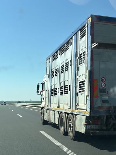 This is a photograph taken from inside a vehicle, looking towards the rear of a large truck. The truck is on a highway, indicated by the presence of lanes and other vehicles in the distance. The sky is a clear blue, suggesting a sunny day.

The truck itself appears to be a livestock trailer, with multiple compartments visible. Each compartment has a slatted door or opening. On the rear of the truck, there are two circular speed limit signs, one indicating 80 and the other 70, likely representing kilometers per hour. There is also a reflective red and yellow striped hazard warning sticker. The license plate is partially visible, reading "SAE 093-RM". The truck has dual rear wheels.

In the foreground, to the right of the truck's trailer, a section of the highway pavement is visible, including white lane markings. The image is oriented sideways, as if the photographer was taking the picture from a vehicle traveling alongside the truck.

There is a person visible in the driver's cabin of the truck, with an arm resting on the open window. The setting is a highway in Ruma, Serbia, under clear, sunny weather conditions. The overall impression is that of everyday travel on a highway.
