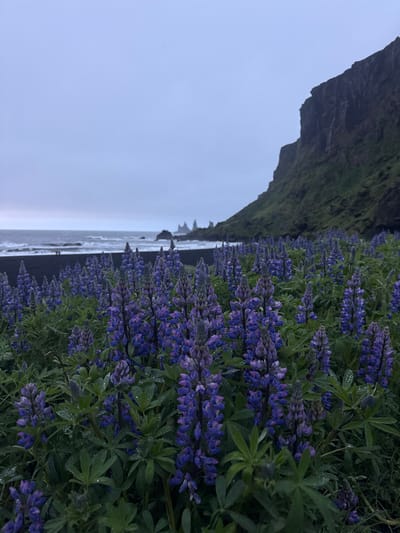 The image shows a landscape in Vik, Iceland, with a black sand beach and dramatic cliffs. Purple lupine flowers dominate the foreground. The scene appears to be taken on a cloudy day, with the sky overcast. The ocean meets the black sand beach. The cliff is covered with green vegetation. No people are visible in the frame.