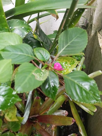 A close-up, top-down image recorded in Kotakonda, India, details a dense arrangement of cultivated green plants. The central focus is a plant featuring numerous oval, serrated, deep green leaves, several of which bear visible water droplets. A single, bright magenta flower bud, partially unfurled, is positioned in the upper right-center. One leaf, situated in the left-center, displays a distinct light-colored serpentine trail consistent with insect leaf miner damage. Beneath this primary plant, a bromeliad-type plant with reddish-green, strap-like foliage is evident. Taller, broad green leaves with scattered small white speckles are present in the background. To the right of the magenta bud, another plant exhibits a glossy, crinkled yellow-green leaf. A slender, silver-colored wire is partially visible, intertwined within the lower plant structure. A light-colored solid surface, resembling concrete or stone, is partially observable along the right edge of the frame. No individuals or overt actions are depicted.