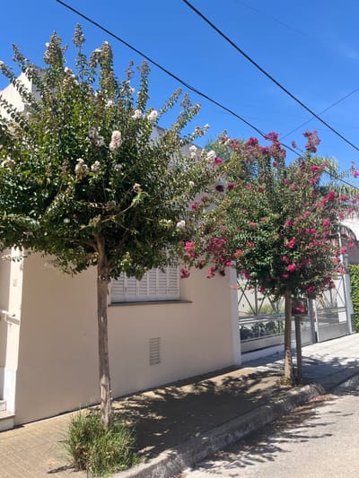 The scene depicts a residential street in Bernal Este, Argentina, under clear daylight. Two flowering trees stand in the foreground on a concrete paver sidewalk. The left tree features white blossoms amidst green foliage, while the right tree displays vibrant pink/magenta blossoms. Both trees cast distinct shadows onto the sidewalk and a dark asphalt street, which is separated by a raised concrete curb. A clump of green grass grows around the base of the left tree. Behind the trees, a light-colored building facade is visible, featuring a window with closed white louvered shutters and a rectangular vent below it. To the right, a metallic fence or gate with a geometric pattern is partially visible. The upper portion of the image shows a clear, bright blue sky traversed by several dark power lines. No individuals, actions, or interactions are visible.