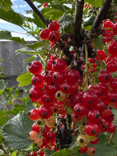 This media file is a close-up, ground-level shot of red currants on a branch, with a focus on the berries themselves. The berries are mostly a vibrant red, with some appearing slightly unripe or a pale yellow-green. They are clustered together on thin stems, hanging from a darker, woody branch. Green leaves, some with a slightly serrated edge, are visible throughout the frame, interspersed with the red currants. The background is out of focus, showing hints of more greenery and a bright, possibly cloudy sky, with what appears to be a light blue reflective surface, possibly water or a shiny wall, dominating the lower left portion of the image. The lighting suggests it is daytime, likely sunny or overcast, given the brightness. There are no people or text visible in the image. The overall impression is one of a natural, outdoor scene, likely a garden or a wild plant, in Mursalimkino, Russia.