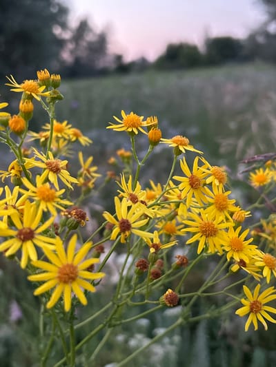 A close-up, vertical shot captures a cluster of bright yellow wildflowers with distinct orange centers, their petals radiating outwards. The flowers are in various stages of bloom, with some fully open and others still in bud form, appearing as small, brown, spherical clusters. The stems and leaves are a muted green, with some stems bearing a fuzzy texture. In the background, a softly blurred landscape suggests a field or meadow with trees silhouetted against a pale, dusky sky. The overall impression is one of natural beauty at dusk. The image is unpopulated, with no people or animals visible. The scene depicts a natural outdoor environment, consistent with a rural or undeveloped area.