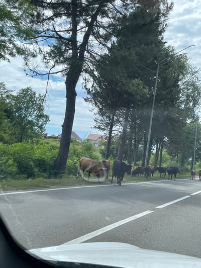 A herd of cattle, varying in color from brown to black, is gathered on the side of a paved road in Tsandrypsh, Abkhazia. Some of the cattle are walking on the road, while others are grazing on the grassy verge. The road has white markings, indicating lanes or pedestrian crossings. Tall, green coniferous trees line the right side of the road, with a few deciduous trees interspersed. In the background, rolling green hills dotted with houses with red-tiled roofs are visible. The sky is partly cloudy. The image appears to be taken from a vehicle, as indicated by the dashboard in the foreground.