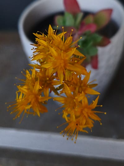 A high-angle, close-up shot shows a cluster of yellow flowers in sharp focus, positioned above a blurred background. The flowers have numerous narrow petals and protruding stamens tipped with small, round structures. Behind the flowers, a white pot filled with soil contains a succulent plant with red and green leaves, though the plant and pot are out of focus. The scene is set against a gray, indistinct surface. The location is Sant Esteve Sesrovires, Spain, though no contextual elements confirm the location.