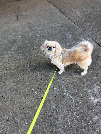 A small, long-haired dog, predominantly cream and light tan with darker tan patches, stands on a textured concrete surface in Southend-on-Sea, United Kingdom. The dog, exhibiting characteristics of a Pekingese or similar breed, has a flat face, dark eyes, and a visible slight underbite, looking directly towards the camera. Its fluffy tail is curled over its back. The dog is wearing a light mint green and pastel multi-colored harness, from which a bright neon yellow leash extends towards the lower left foreground. The concrete ground features visible dark and light aggregate, along with faint linear markings. A small, white, curved piece of plastic or similar debris lies on the concrete to the dog's right.