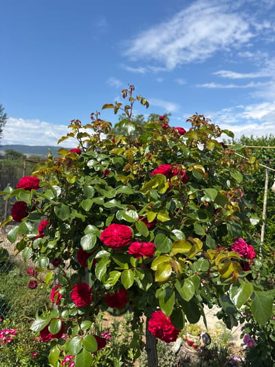 A medium shot photograph shows a rose bush in a garden. The bush is full of green leaves and red roses. The sky is blue with white clouds. The background includes a view of the landscape, suggesting a rural or suburban setting. The image seems to be taken at an elevated angle looking down. Based on the details, it is difficult to confirm it is indeed in Mursalevo, Bulgaria.