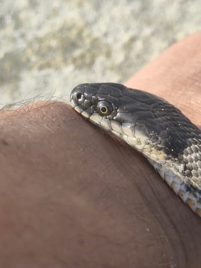 A close-up shot focuses on the head and upper body of a black snake resting on a person's arm. The snake's head is dark, with visible scales and a prominent eye. The person's arm is covered in fine, dark hairs and has a light-colored, textured surface beneath the snake. The background is blurred, appearing as a light-colored, sandy or rocky terrain, possibly indicating an outdoor setting. The lighting suggests daytime. The overall tone is neutral, capturing a moment of close proximity between the snake and the human.