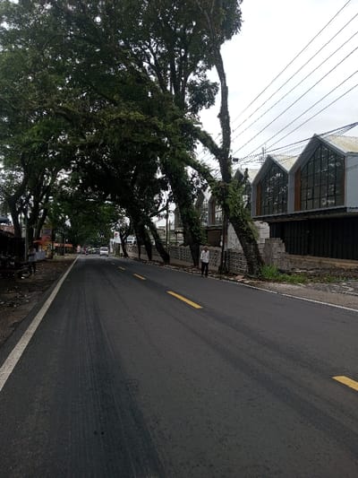 The image depicts a paved two-lane road in Kamji Na-Yekha, Bhutan, under an overcast sky. The road surface is dark asphalt with yellow dashed lane markings and a solid white line along the left edge. Tire tracks are visible on the left lane.
On the left side, a dirt shoulder contains a parked dark-colored motorcycle or scooter in the foreground. Further down this side, several individuals are visible near an indistinct roadside stall or structure. In the mid-ground, multiple vehicles, including at least two white cars, are traveling away from the camera in the left lane.
On the right side of the road, a pedestrian sidewalk borders a low, segmented concrete or stone fence. A line of large, mature trees with dense green foliage and epiphytic growth forms a partial canopy over the road. Behind the trees and fence, a multi-story building with a contemporary architectural style is present. It features three prominent gabled roof structures with extensive dark-framed fenestration on its upper levels. The lower level appears dark-colored or unfinished, and a stack of concrete blocks is visible near its base.
One male individual, wearing a light-colored long-sleeved shirt and dark trousers, stands on the right sidewalk between the trees and the fence, oriented generally towards the camera. Power lines are visible against the sky, running above the right side of the road. No direct interactions are discernible.