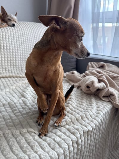 In the city of Vlasikha, Russia, a medium-sized, short-haired, brown dog is sitting upright on a textured, light-colored blanket draped over a couch. The dog is facing to the right, with its head turned slightly, looking out a window. Its front paws are crossed. In the background, a second, smaller, light-colored dog is lying down on the same blanket, with its eyes closed. A cream-colored blanket is also visible on the couch, partially obscuring the second dog. The scene takes place indoors, with sheer white curtains covering the window.