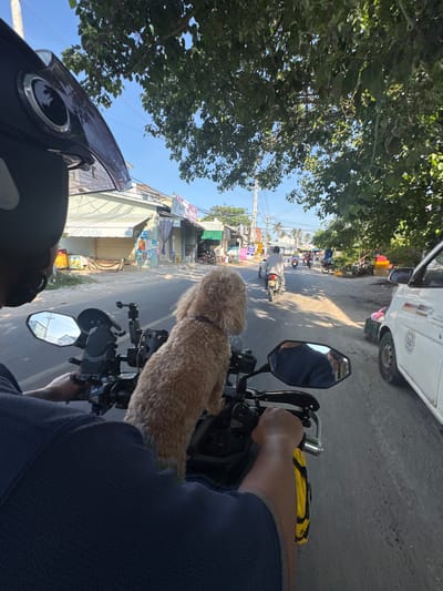 A person wearing a black helmet rides a motorcycle on a paved road in Thuận Thành, Vietnam. The motorcycle is equipped with a phone mount and a GoPro camera. A light brown poodle is perched on the seat behind the driver, facing forward. The road is lined with buildings, some with awnings, and trees. Other motorcycles and a white van are visible on the road. The sky is clear and blue.