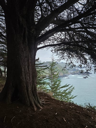 From a low vantage point, the image captures a coastal scene in Hualpén, Chile, framed by the silhouette of a gnarled tree trunk in the foreground. The tree, with its intricate network of branches, dominates the lower portion of the frame, providing a dark contrast to the bright scenery beyond. In the mid-ground, the rugged coastline is visible, featuring rocky cliffs and green vegetation cascading towards the ocean. The water appears calm and blue. A section of soil-covered cliff edge is seen on the right. The sky is overcast, creating a soft, diffused light across the scene.