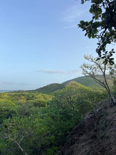 The image captures a landscape view from a hillside overlooking a valley of lush green trees and rolling hills under a pale blue sky with scattered clouds. In the foreground, on the right side of the image, there is a steep, rocky incline covered with dry grass and sparse vegetation. A tree with thin branches and green leaves is prominently positioned on this incline, extending into the upper right portion of the frame. In the midground, a dense canopy of various green trees stretches across the valley. Some trees have white flowers scattered amongst their leaves. Further in the background, more hills rise, covered in vegetation. The overall scene suggests a natural, undeveloped environment, likely a rural or natural park area. While the location is stated to be in Nindirí, Nicaragua, the image itself does not contain any specific landmarks or elements that would definitively identify it as such, relying solely on the provided metadata.