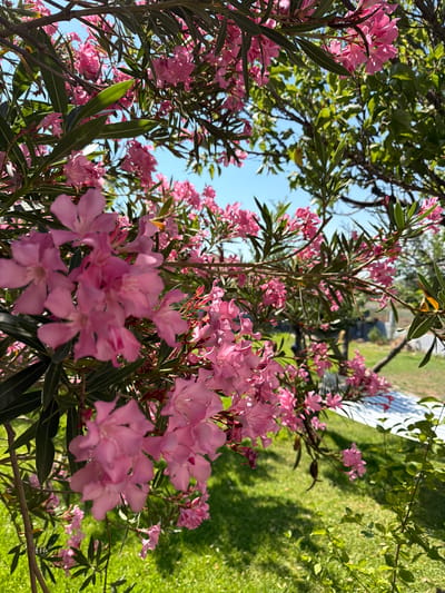 This media file features a close-up, upward-angle view of blooming pink oleander flowers and their green foliage. The flowers are the primary subject, with clusters of delicate, trumpet-shaped blossoms dominating the foreground and midground. Their vibrant pink hue stands out against the darker green leaves.
The background shows a bright, sunny scene with lush green grass and the dappled shadows of trees. In the upper right quadrant, there is a glimpse of what appears to be a white structure, possibly a fence or a roof, with a diagonal white and blue striped pattern. The overall setting suggests an outdoor garden or yard.
The lighting indicates it is daytime, likely mid-morning or afternoon, given the bright sunlight and clear shadows. The clarity of the scene and the vivid colors suggest fair weather. There are no people or specific activities depicted, the focus is entirely on the natural beauty of the flowering plants. The orientation of the image is somewhat unusual, with the top of the frame appearing lower than the bottom in a conventional portrait, giving a sense of looking up through the branches.
The location context provided is Νέα Καλλικράτεια, Greece. No visible text is present in the image. The image evokes a feeling of summer warmth and the beauty of nature in bloom.