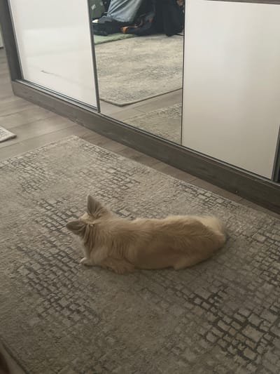 A dog is lying down on a patterned rug in a room. The dog is light brown and appears to be a long-haired breed. It is lying on its side with its head facing towards the left of the frame. The rug is a light grey color with a darker grey diamond pattern. To the left of the rug, there is a floor that appears to be wood laminate, and beyond that, a large mirrored closet door. The closet door reflects a white surface on the left and on the right, a reflection of the rug and the dog. The overall lighting suggests it is daytime, possibly indoors with artificial lighting. There is no visible text in the image. The location context is Madara, Bulgaria.