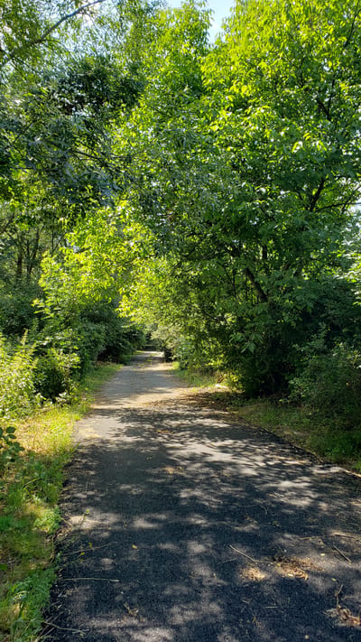 The image depicts a sun-dappled asphalt path winding through a lush, green forest. On the left, dense foliage from trees hangs over the path, with sunlight filtering through the leaves, creating a mosaic of light and shadow. The leaves are a vibrant green, suggesting a warm, sunny day. The path itself is dark gray asphalt, with patches of lighter gray and scattered dry leaves and twigs. Shadows from the overhead trees cast intricate patterns across the path. To the right of the path, the ground is covered in green grass and low-lying vegetation, with some dry grass and small yellow wildflowers visible. The path recedes into the distance, disappearing around a gentle bend, suggesting a tranquil and secluded setting. The overall impression is one of a peaceful walk in nature on a clear day, possibly in the morning or late afternoon given the quality of the light and shadows. There is no visible text in the image. The location context is Vyšné Nemecké, Slovakia.