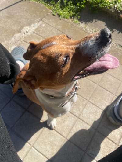 The scene depicts a tan and white dog, possibly a Jack Russell Terrier, in Topchii, Bulgaria, under bright sunlight. The dog is positioned in the center, looking upwards and to its right with its mouth open and tongue extended, indicating panting. It wears a brown leather collar with metal hardware. A white stripe is visible on its forehead. The ground consists of light-colored square paving stones or tiles. In the lower left foreground, a human leg covered in dark, textured fabric is visible. In the lower right, the toe of a light-colored shoe is present. Strong shadows are cast on the ground. The background beyond the paving is out of focus, showing green foliage.