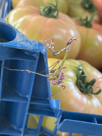 A praying mantis perches on the edge of a blue plastic crate. The mantis is predominantly green and brown with purple accents. Behind the crate are several light-colored tomatoes. The location is Damianitsa, Bulgaria.