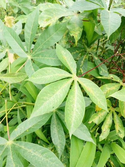 This close-up image presents a dense arrangement of green foliage, primarily featuring cassava plants, common in tropical regions like Baza, Myanmar. The dominant subjects are the large, palmate leaves of the cassava, characterized by their five to seven distinct lobes radiating from a central point. The petioles and some stems supporting these leaves are a notable reddish-brown color.
Many of the cassava leaves display signs of distress or potential disease, exhibiting irregular patches of pale green, yellowing, and scattered small, light-colored spots across their surfaces. Some leaves show a distinct mottling pattern, particularly visible on the upper surfaces, and a few veins appear discolored. These symptoms are present on various leaves throughout the frame, suggesting a widespread condition within the depicted plants. A tiny, dark insect, possibly an ant or small fly, is visible on one of the cassava leaves towards the lower-left.
Interspersed among the cassava leaves and forming the background are other green plants, characterized by long, slender, and somewhat strap-like leaves, possibly belonging to grass or bamboo species. The scene is brightly lit by natural daylight, indicating it was captured during the day, with no harsh shadows to suggest direct midday sun. The overall setting is an outdoor, verdant environment, indicative of a field or an overgrown area. There is no human activity or visible text within the image.