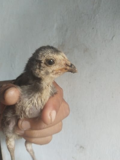 A person is holding a small chick with mottled brown and gray feathers. The chick is held in the person's hand against a plain, light-colored background.