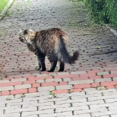 A long-haired cat with tabby markings is standing on a brick pathway. The cat is facing to the left, with its head turned towards the viewer. The pathway is made of rectangular bricks laid in a stretcher bond pattern, with alternating pink and gray bricks in the foreground and gray bricks in the background. Green vegetation is visible along the edges of the pathway. The scene appears to be outdoors. The location is identified as Tairove, Ukraine.