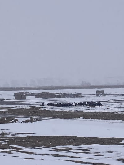 The image displays a vast, open landscape in Khanai Baba, Pakistan, under an overcast grey sky. The ground is partially covered with irregular patches of snow, interspersed with exposed dark brown earth. In the mid-ground, a herd of approximately 20-25 dark-colored animals, consistent with sheep or goats, is grouped together. To the left of this herd, a single individual, dressed in dark clothing, is seated or crouched directly on the snow-dusted ground. Behind the animals, several low-profile, rectangular structures, appearing to be constructed from earthy materials, are visible. A long, dark, linear feature stretches horizontally across the distant mid-ground, possibly an embankment or distant wall. Faint, dark outlines of hills or mountains are discernible on the horizon, partially obscured by atmospheric haze or snowfall.