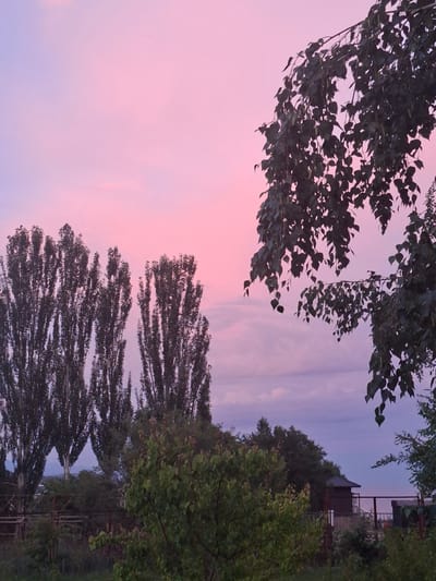 The image depicts a serene twilight scene with a gradient pink and purple sky. In the foreground, tall, slender trees with dark foliage dominate the left side of the frame. To the right, a branch with dark green leaves hangs down from the top of the image, obscuring part of the sky. In the mid-ground, a dense line of similar tall trees stretches across the landscape, partially revealing a low-lying structure with a dark, angular roof in the distance. A fence runs along the bottom of the mid-ground. The background reveals a body of water, possibly a lake or sea, under the dusky sky. The overall impression is one of peaceful natural beauty, with hints of human habitation. This scene is consistent with the natural surroundings found in Çolpon-Ata, Kyrgyzstan, a resort town situated on the northern shore of Lake Issyk-Kul.