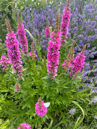 The image depicts a close-up view of a flowering plant with vibrant pink flower spikes. The plant is situated in a garden setting, with a backdrop of blurred purple flowers, likely lavender, and green foliage. In the foreground, a small white butterfly is perched on one of the pink flower spikes. The lighting suggests it is daytime, possibly late morning or early afternoon, with soft natural light illuminating the scene. The overall impression is one of a peaceful and natural environment. The location is identified as Nikolayevka, Russia.