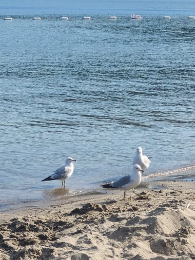 Three seagulls stand on the sandy shore of a body of water, with the water lapping at their feet. The seagulls are predominantly white with gray wings and black accents. The water is calm and blue, reflecting the clear sky. In the distance, a line of white buoys stretches across the water, and a marker indicating "1,2 m" is visible on one of the buoys. The foreground is a sandy beach with ripples and indentations in the sand, suggesting the ebb and flow of the tide. The image appears to have been taken outdoors on a sunny day. The scene is devoid of any human presence. The location is identified as Duhamel, Canada.