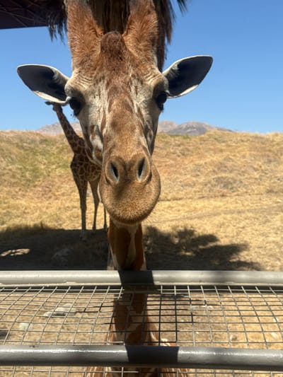 The rotated image captures a close-up view of a giraffe's head, looking directly towards the viewer with a neutral and curious expression. The giraffe, predominantly brown and tan with its distinctive patterned coat, has its snout, prominent nostrils, and ossicones clearly visible at the center. Its large, pointed ears frame its head. Part of the giraffe's neck and body are also visible, displaying more of its patterned fur.
In the foreground, a gray metal fence or enclosure, composed of thick vertical bars and a square grid mesh, separates the giraffe from the camera's perspective. The giraffe appears to be interacting with or observing something on the other side of this barrier.
The background consists of dry, golden-brown grassy terrain, consistent with an arid environment like Palm Desert, United States of America. Strong, well-defined shadows are cast on the ground, indicating bright sunlight under a clear, cloudless blue sky, suggesting it is midday or early afternoon. The blurry outline of another giraffe's body and legs can be seen in the distance on the dry ground. Distant mountains or hills are also faintly visible on the horizon. There is no visible text in the image.