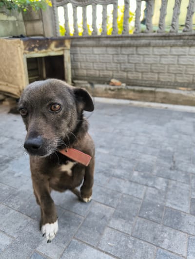 A medium-sized, dark-colored dog with brown eyes and white markings on its chest and paws stands on a grey paved patio in front of a brick wall and a dog house. The dog is wearing a reddish-brown collar. Sunlight streams through a decorative fence in the background. The scene appears to be in a residential yard.