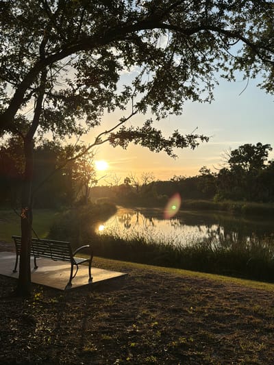 The image depicts a tranquil waterside scene at sunrise in Tampa, Florida. In the foreground, a dark metal bench sits on a concrete slab, angled towards a calm body of water reflecting the golden hues of the rising sun. A large tree with dark foliage casts a shadow over the bench and surrounding area, with its branches extending into the upper frame of the image. The water is bordered by lush green vegetation and tall grasses, with a dense line of trees forming the backdrop. The sky is a gradient of pale blue and orange, with soft clouds suggesting the early morning light. The overall atmosphere is peaceful and serene, capturing the beauty of a new day in a natural setting within the city.
