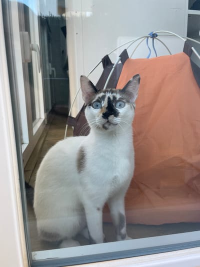 A white cat with blue eyes and black markings on its face and body is lying down behind a glass window, possibly a door or a pane. The cat is in a relaxed pose, with its head tilted up and looking directly at the camera. The background behind the cat consists of an orange fabric, which appears to be part of a hammock or cushion. The cat's fur is white with distinct brown patches, and its bright blue eyes are a prominent feature. The scene suggests the cat is indoors, looking out through a window. The glass reflects some of the surroundings, indicating an outdoor setting or bright lighting. There is no visible text in the image.