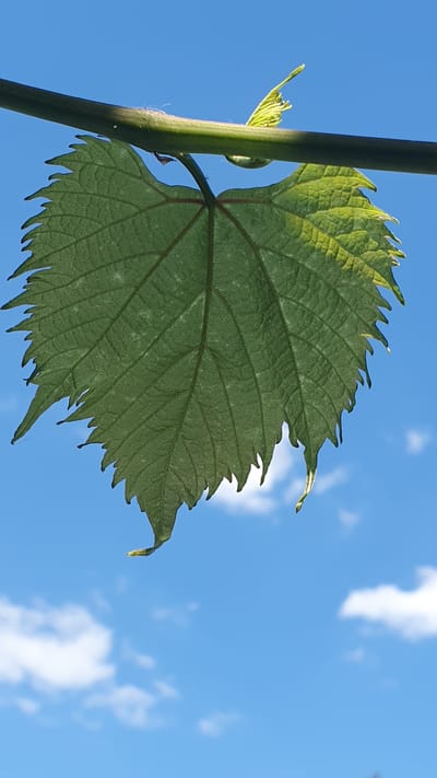 A single, green grape leaf is shown against a bright blue sky with scattered white clouds. The leaf is detailed, with visible veins and a serrated edge. It hangs from a green vine that extends across the top of the frame. The image is taken from a low angle, looking up at the leaf and vine. There are no people or man-made structures visible in the image. The location of Ust-Labinsk, Russia is not discernible from the image.