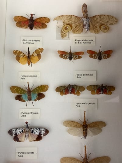 The image shows a collection of mounted lanternflies in a display case. There are ten specimens arranged in two rows. Each specimen is pinned and labeled with its scientific name and geographic origin. The species include Fulgora laternaria, Saiva gemmata, Lycorma imperialis, Phrictus diadema, Pyrops spinolae, Pyrops intricata, and Pyrops clavata. The geographic origins are South and Central America and Asia. The background is a uniform white. The location is not in the city of Dacorum, United Kingdom.