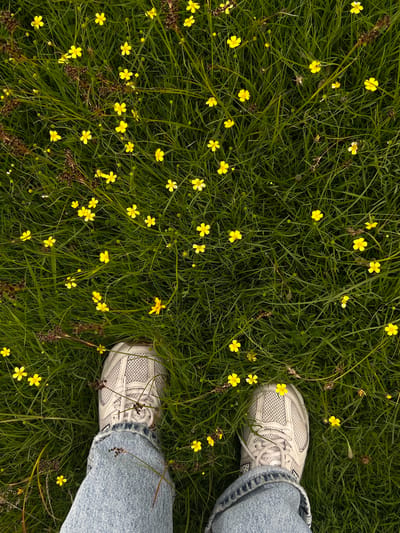 In Penicuik, United Kingdom, a person stands in a field of grass dotted with numerous small yellow flowers and some dried brown seed heads. The perspective is from above, looking down at the person's legs and feet, which are clad in blue denim jeans and white athletic shoes. The grass is lush and green, with some blades taller and thicker than others, creating a sense of depth and texture. The yellow flowers, most of them with five petals, are scattered widely across the frame, interspersed with the green grass and the darker, more textured seed heads. The lighting suggests it is daytime, with soft illumination that highlights the details of the vegetation and the person's attire.