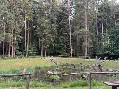 The image depicts a tranquil forest scene with a small pond. Tall, coniferous trees dominate the background, forming a dense canopy that suggests a woodland or forest setting. In the foreground, a wooden fence runs horizontally across the frame, separating the viewer from the pond and the surrounding grassy area. The pond itself is calm, reflecting the trees and sky, with some vegetation growing along its edges and in the water. A small fountain is visible in the pond, adding a gentle element of movement to the otherwise still scene. Wooden walkways and stairs are integrated into the landscape, leading around and over the pond, suggesting a developed park or recreational area within the forest. Wooden benches are placed on the grassy areas, indicating a place for visitors to rest and enjoy the scenery. The overall atmosphere is peaceful and natural, with the soft lighting suggesting it might be late afternoon or early morning, with overcast or diffused sunlight. The location is identified as Sohren, Germany, a detail that places this natural scene within a specific geographical context. There are no people visible in the image, and the focus is entirely on the natural environment and the man-made additions that enhance its accessibility. A small circular sign with a red border and a diagonal line across a symbol is visible on one of the trees, likely indicating a regulation or prohibition within the area.
