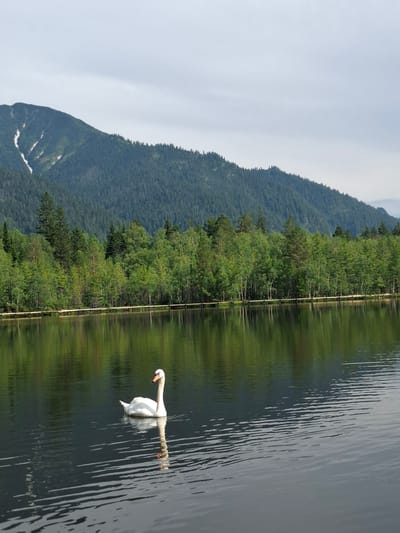 A white swan swims in a calm lake in front of a dense forest and a large mountain. The swan is positioned to the left of the frame, facing right. Its reflection is visible in the water. The forest consists of various shades of green trees and is bordered by a wooden boardwalk. The mountain in the background is covered in dark green trees, with patches of snow visible on its slopes. The sky is overcast with light gray clouds. The location is identified as Vydrino, Russia.