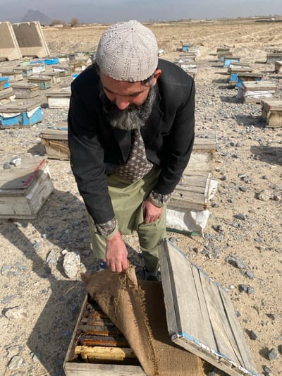 An adult male is observed in an apiary in Nakhonay, Afghanistan. He is seen from a high angle, leaning over a wooden beehive in the foreground. The man wears a light gray knitted skullcap, a dark jacket, a patterned brown and white shirt with rolled-up sleeves revealing patterned cuffs, and light olive-green pants or an apron. He has a full, dark gray beard. With both hands, he is lifting a piece of burlap fabric from inside the open beehive, exposing multiple wooden frames containing honeycomb. The surrounding environment is dry, rocky, and sandy terrain, with numerous other wooden beehives, some with blue accents, spread across the landscape into the distant background. A faint mountain range is visible on the horizon under a hazy sky.