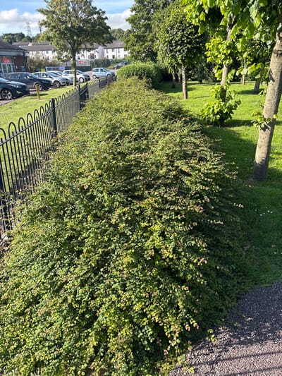 The image depicts a low-lying, dense hedge running alongside a black metal fence. Beyond the fence, a row of parked cars is visible, with some buildings and trees in the background. The scene appears to be a public space, possibly a park or communal area, adjacent to a residential or commercial zone. The environment suggests an urban or suburban setting, with a well-maintained landscape featuring neatly trimmed grass and trees. The lighting indicates it is daytime, with sunlight casting shadows. The overall impression is one of order and a tranquil outdoor environment. The specific location in the city of Cork, Ireland, is not determinable from the image alone.