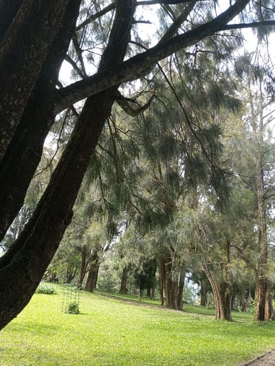 The image displays an outdoor scene within a park or forested area in the city of New Serchhip, India. The foreground consists of a vibrant green, uniformly mown grassy slope extending across the lower half of the frame. Two large tree trunks with dark, textured bark are prominent on the left, one vertical and the other leaning diagonally upwards into the upper-left quadrant, with their branches extending into the upper portion of the frame. Beyond the grassy area, a dense collection of tall trees with slender, drooping green foliage forms a canopy, with visible trunks receding into the background. A light-colored sky is visible through the tree branches. In the midground, on the grass, a small plant is enclosed by a light-colored, rectangular wire protection cage. A narrow, unpaved path is faintly visible on the right side, winding into the tree line. No individuals are present in the depicted scene.